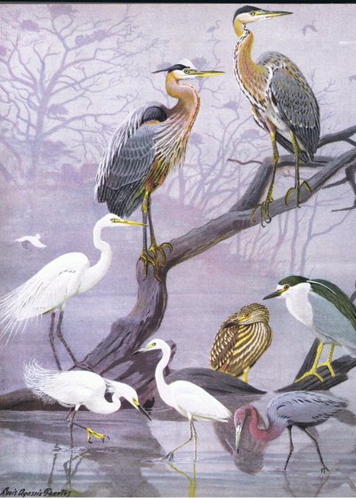 Illustrazione da La storia naturale degli uccelli americani dell