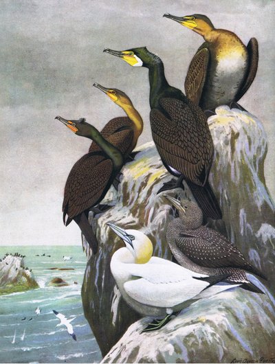 Illustrazione da La storia naturale degli uccelli americani dell