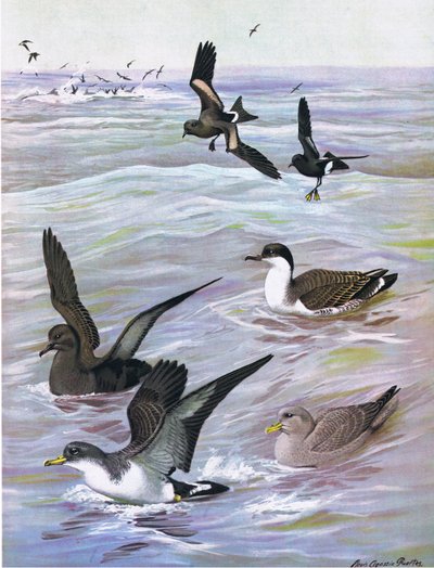 Illustrazione da La storia naturale degli uccelli americani dell