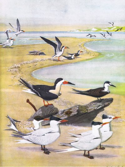 Illustrazione da La storia naturale degli uccelli americani dell