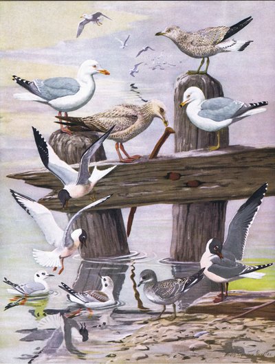 Illustrazione da La storia naturale degli uccelli americani dell