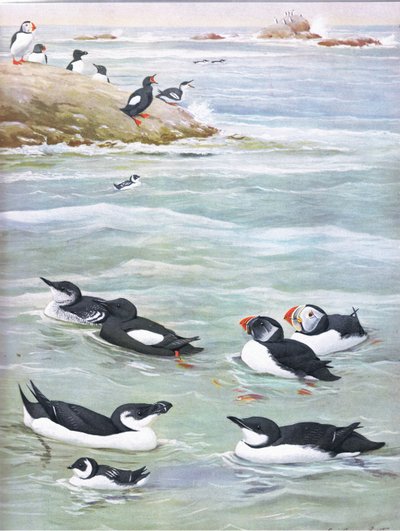 Illustrazione da La storia naturale degli uccelli americani dell