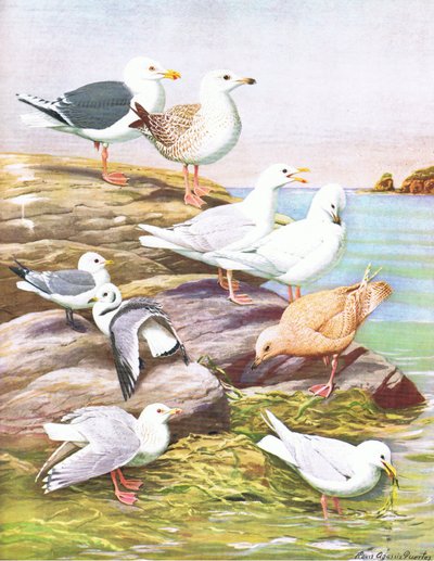 Illustrazione da La storia naturale degli uccelli americani del Nord-Est e Centro America pub. da Bramhall House c.1970 da Louis Agassiz Fuertes