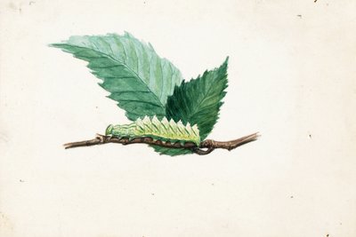 Bruco dal bordo frastagliato, studio per il libro "La colorazione nascosta nel regno animale". da Louis Agassiz Fuertes