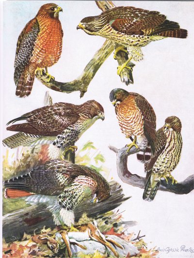 Falco spalle rosse del nord, Falco coda rossa orientale, Falco ad ali larghe da Louis Agassiz Fuertes