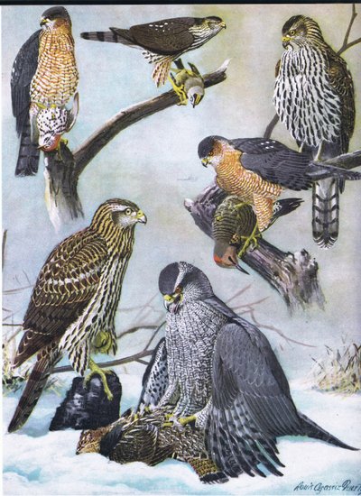 Falco pellegrino, Falco di Cooper, Falco orientale da Louis Agassiz Fuertes