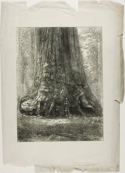 Alberi contorti da Louis Auguste Lepère