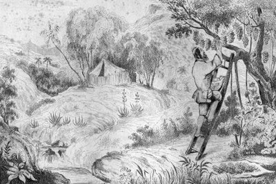 Avevo più di duecento grappoli... incisione dal disegno di M. de Sainson per il libro di Daniel Defoe "Robinson Crusoe" edizione francese del 1837 da Louis Auguste de Sainson
