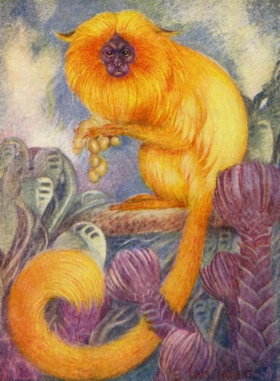Allo Zoo: Scimmia Marmoset da Louis Augustus Sargent