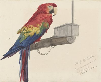 Pappagallo da Louis Charles Bombled