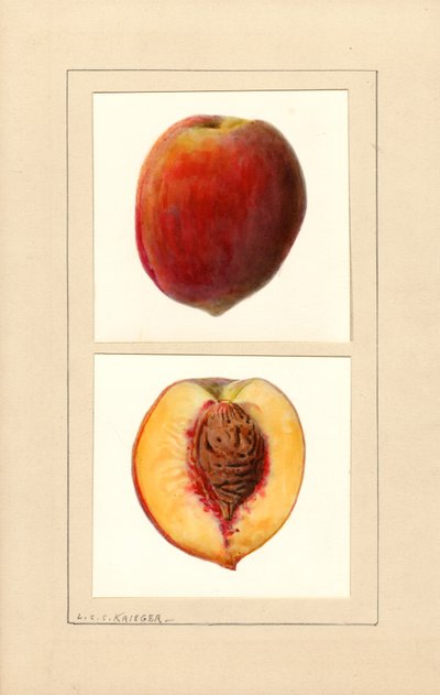 Pesche (Prunus persica: numero 10) (acquerello) da Louis Charles Christopher Krieger