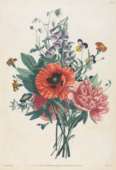 Collezione di fiori e frutti dipinti dal vero: Bouquet di digitale, clematide, viola del pensiero, peonia, papavero e giglio giallo da Louis Charles Ruotte