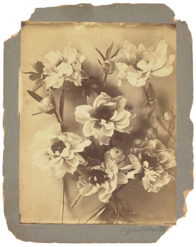Tiffany Studios, c.1898-1920 da Louis Comfort Tiffany