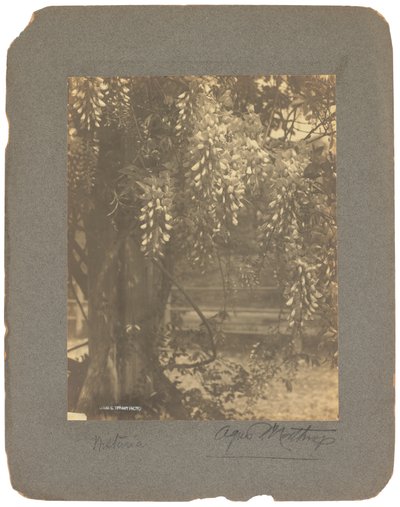 Tiffany Studios, c.1898-1920 da Louis Comfort Tiffany