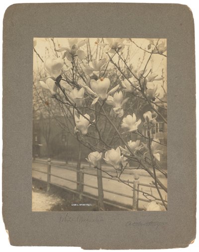 Tiffany Studios, c.1898-1920 da Louis Comfort Tiffany
