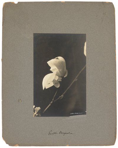 Tiffany Studios, c.1898-1920 da Louis Comfort Tiffany