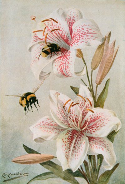 Api e Gigli, illustrazione da 