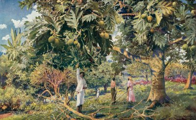 Albero del pane, America Centrale da Louis Fairfax Muckley