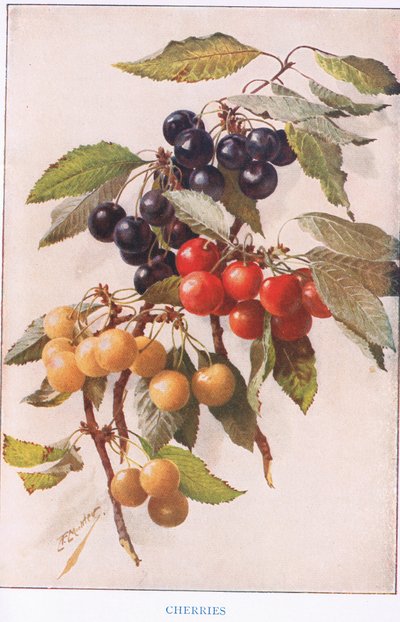 Ciliegie, illustrazione da 