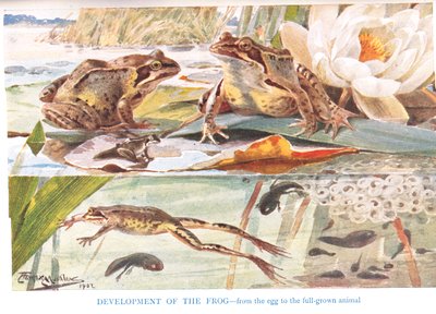 Sviluppo della rana, illustrazione da 