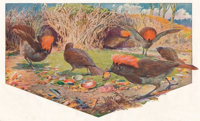 Giardiniere Bower Birds da Louis Fairfax Muckley