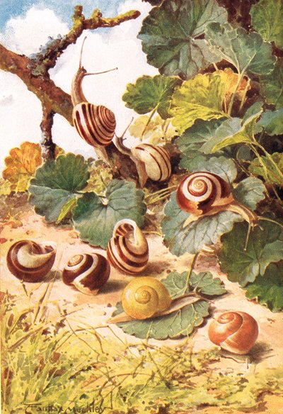 Lumache di terra, illustrazione da 