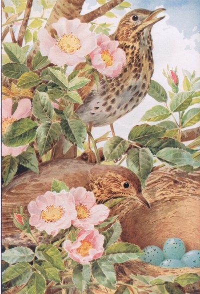 Tordi con nido, illustrazione da 