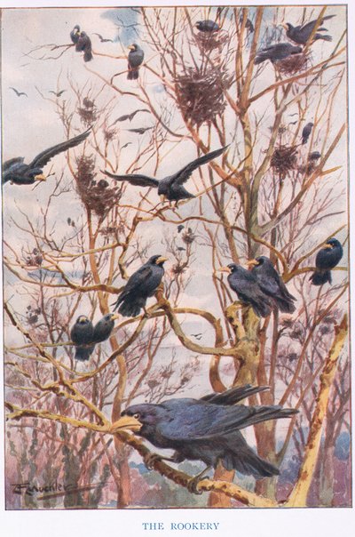 Il Rookery, illustrazione da 
