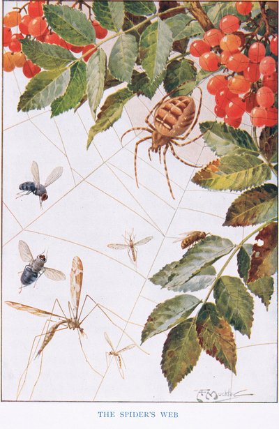 La ragnatela, illustrazione da 