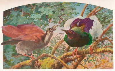 Uccelli del paradiso a dodici fili da Louis Fairfax Muckley