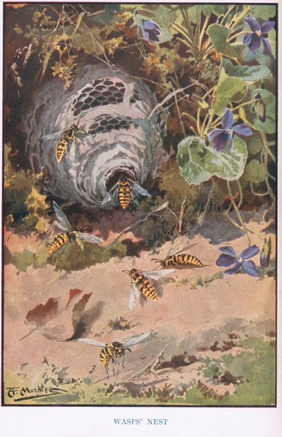 Nido di vespe, illustrazione da 