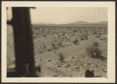 [Piante del deserto di Amargosa] da Louis Fleckenstein