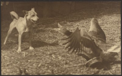 [Uccello e cane arrabbiati] da Louis Fleckenstein