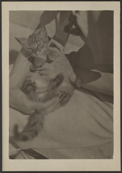 [Cat] da Louis Fleckenstein