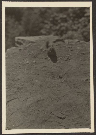 [Chipmonk on Trail] da Louis Fleckenstein