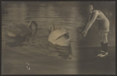 [Composito di cigni e tuffatore] da Louis Fleckenstein