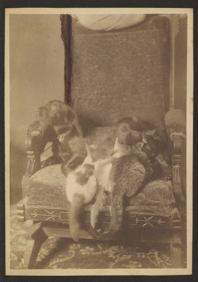 [Gatti e cani da coccolare] da Louis Fleckenstein