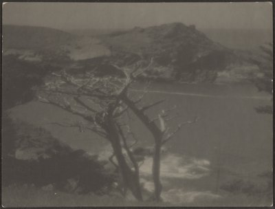 [Cipresso sulla costa] da Louis Fleckenstein