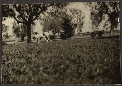 [Cane sul prato] da Louis Fleckenstein