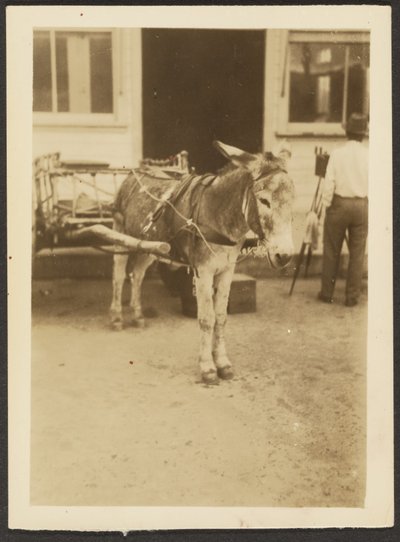 [Asino e carro] da Louis Fleckenstein