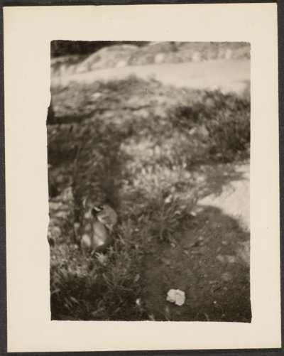 [Anatra in paesaggio] da Louis Fleckenstein