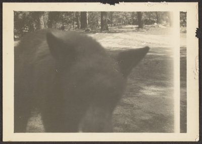 [Orso amichevole al campeggio] da Louis Fleckenstein