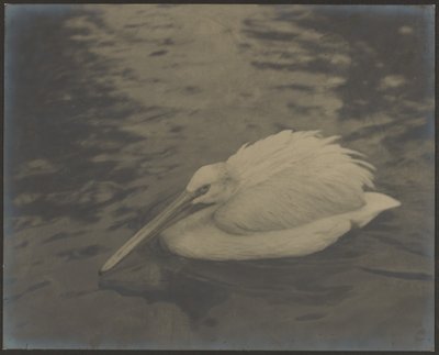 [Heron] da Louis Fleckenstein