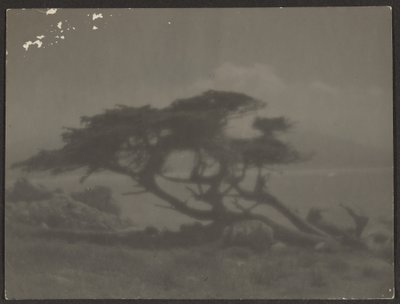 [Paesaggio con cipresso] da Louis Fleckenstein