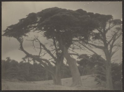 [Paesaggio con cipressi] da Louis Fleckenstein
