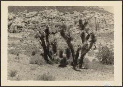 [Paesaggio con alberi di Joshua] da Louis Fleckenstein