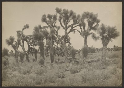 [Paesaggio con alberi di Joshua] da Louis Fleckenstein