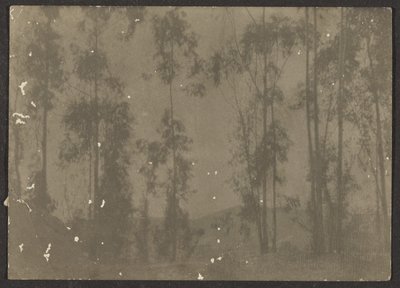 [Paesaggio con alberi alti] da Louis Fleckenstein