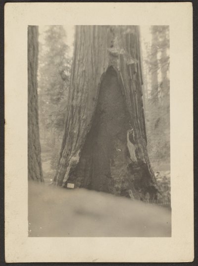 [Albero massiccio] da Louis Fleckenstein