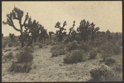 Deserto del Mojave da Louis Fleckenstein
